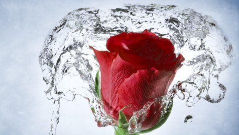 розы, бутон, разбрызгивание, вода, макро