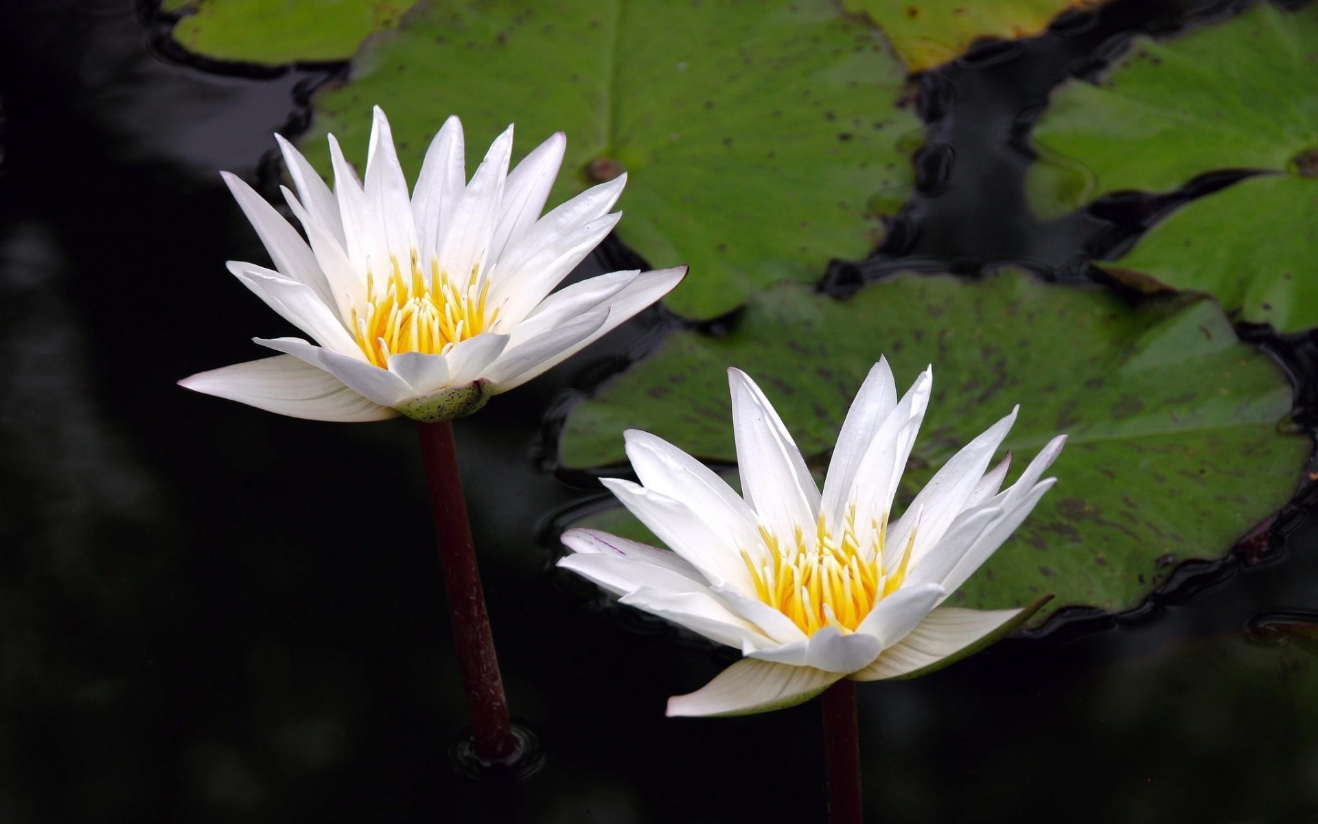 Картинки Waterlily, пар, вода, листья фото и обои на рабочий стол