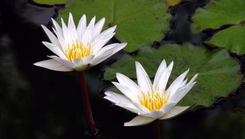 Waterlily, пар, вода, листья