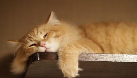 кот, толстая, пушистая, лежать