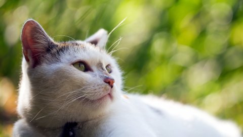кот, лицо, размытие, вид