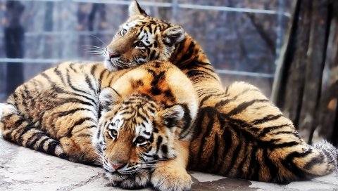 тигры, пара, нежность, хищники