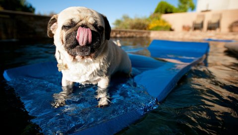 мопса, бассейн, плавать, ковер, собака