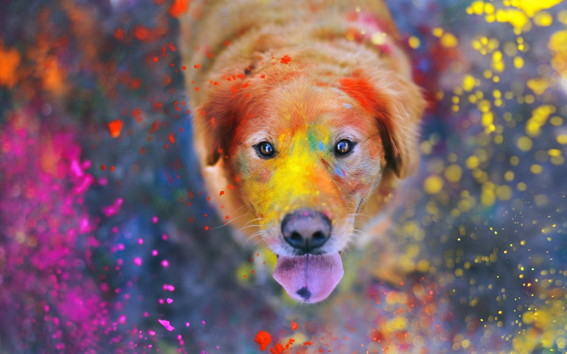 Картинки собаки, красок, лак, лицо фото и обои на рабочий стол