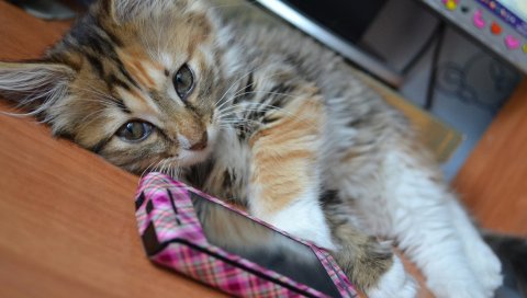 кот , телефон, ложь, пушистые
