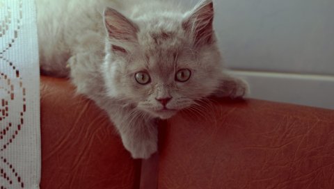 котенок, пушистый, кот, сюрприз