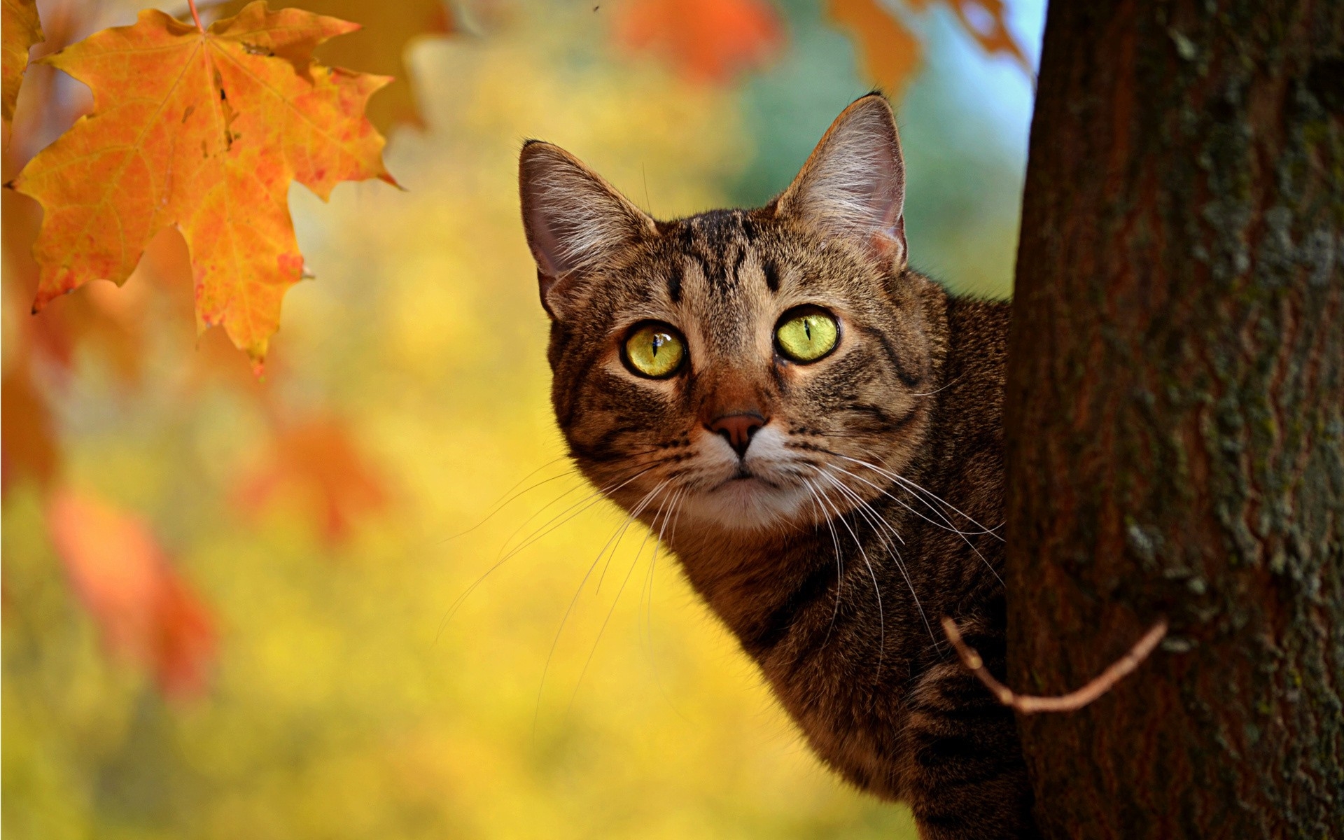 Картинки кот, осень, дерево, скрыть фото и обои на рабочий стол