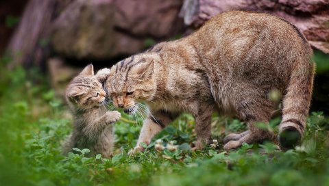 кошки, трава, котенок, заботливая, игривый, ходить