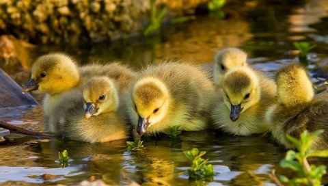 утка, река, птицы, плавать