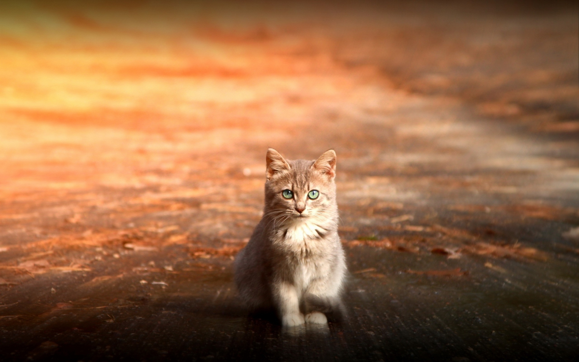Картинки кошки, сидя, милый, котенок фото и обои на рабочий стол