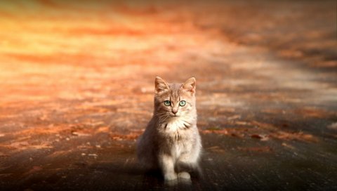 кошки, сидя, милый, котенок