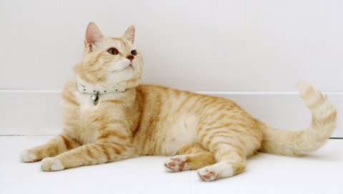кошка, вниз, полосатый, сладкий