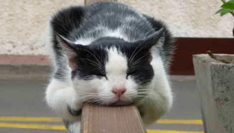 кот, лежа, спать, милый, пятнистый