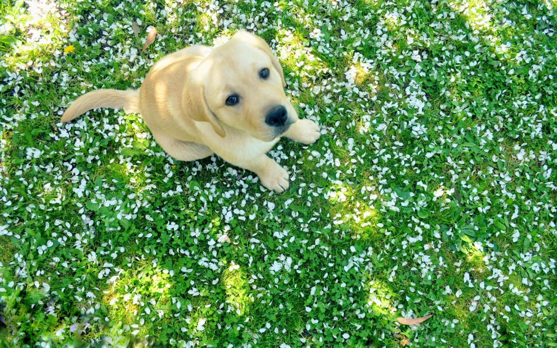 Картинки собака, щенок, лабрадор, трава, сидеть фото и обои на рабочий стол