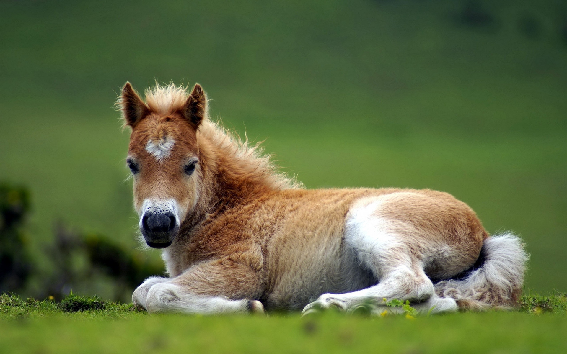 Картинки пони, лошадь, трава, ложь, красивая фото и обои на рабочий стол