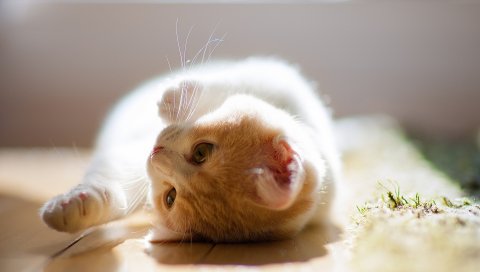 котенок, игривый, вниз, любопытство