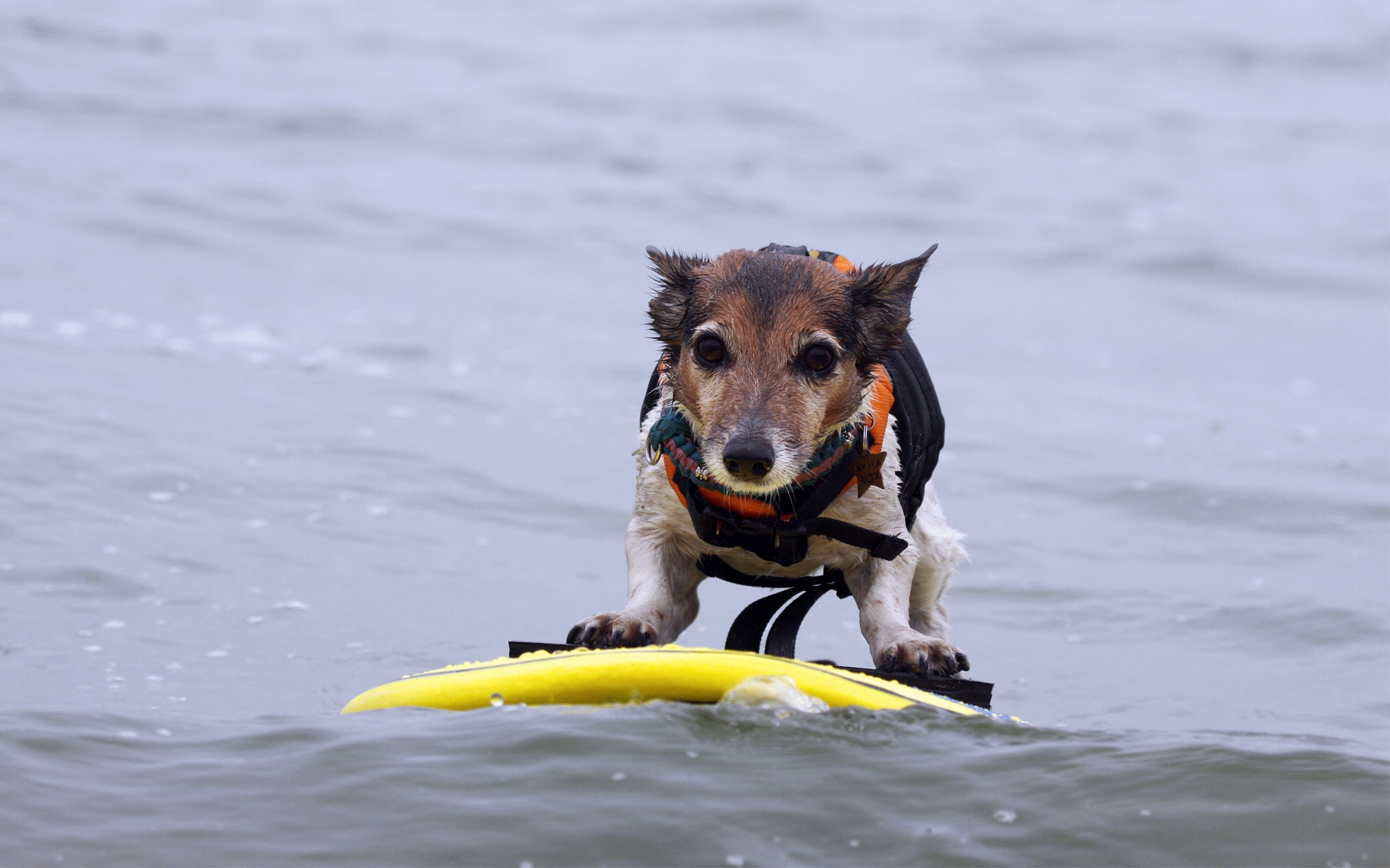 Картинки собаки, серфинг, водные фото и обои на рабочий стол