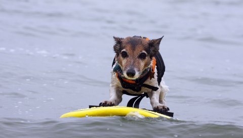 собаки, серфинг, водные