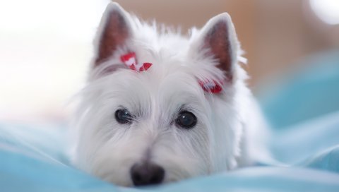 собаки, красивый, украшение, глаз, лицо,лежат