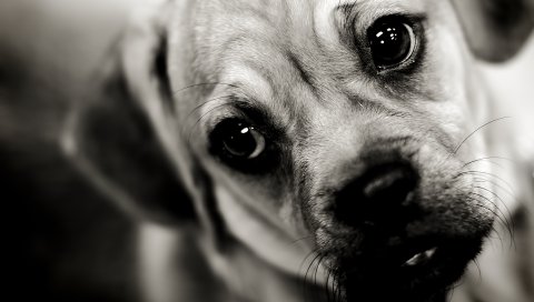 щенок, собака , лицо, грустный, взгляд