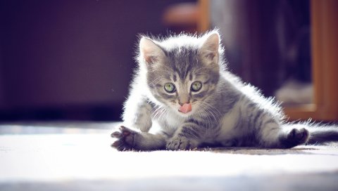 котенок, игривый, лицо, сидя