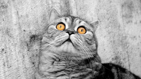 кошка, лицо, глаза, страх