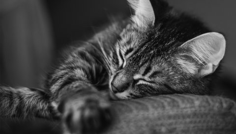 кошка, морда, сон, подушка, полосатый, черно-белые