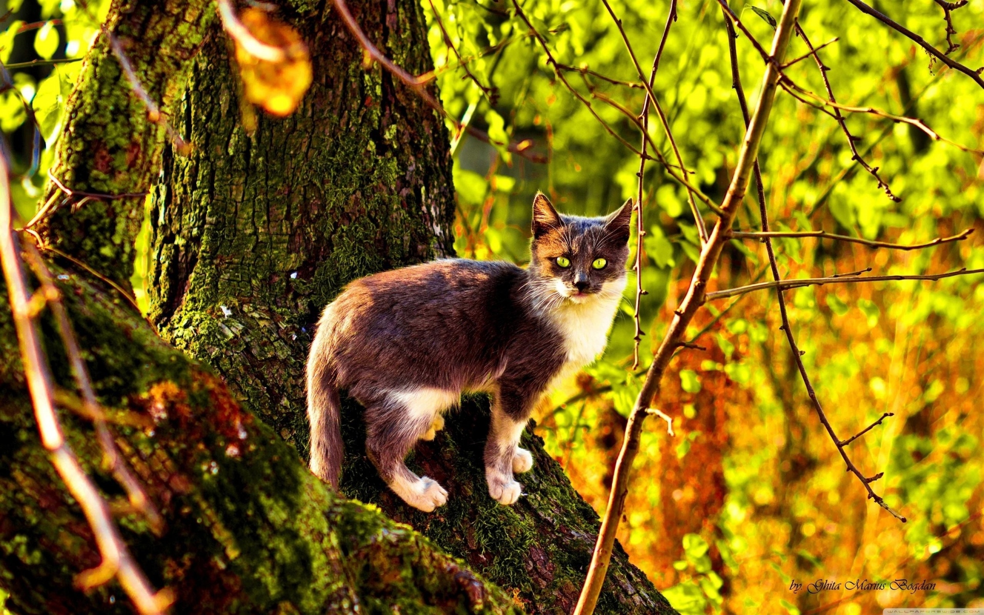 Картинки кошка, дерево, скалолазание, цвет, осень фото и обои на рабочий стол