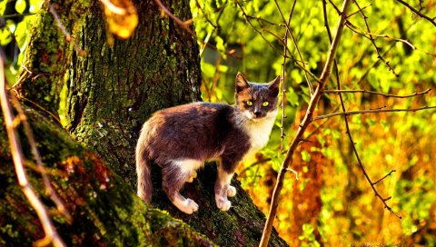 кошка, дерево, скалолазание, цвет, осень