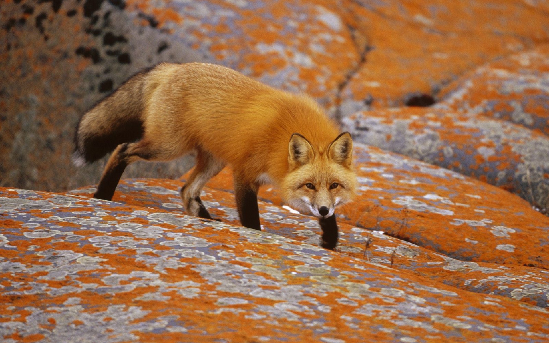 Red fox фото