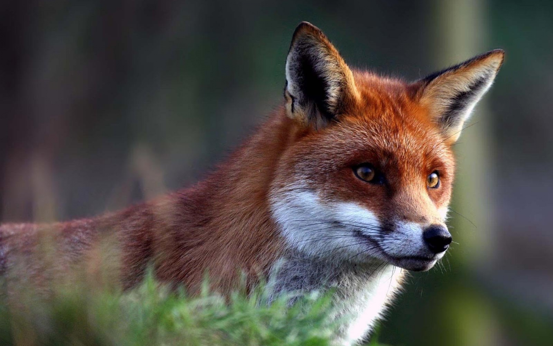 Very fox. Лиса морда. Ред Фокс лиса. Красная лисица (Red Fox) - AABB. Лиса обои.