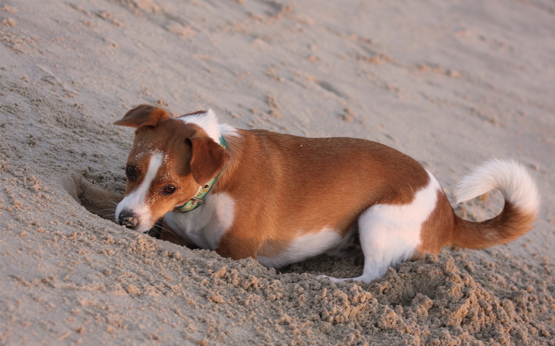 Картинки собаку, песок, рытье, отверстие, игривый фото и обои на рабочий стол