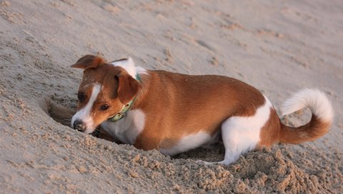 собаку, песок, рытье, отверстие, игривый