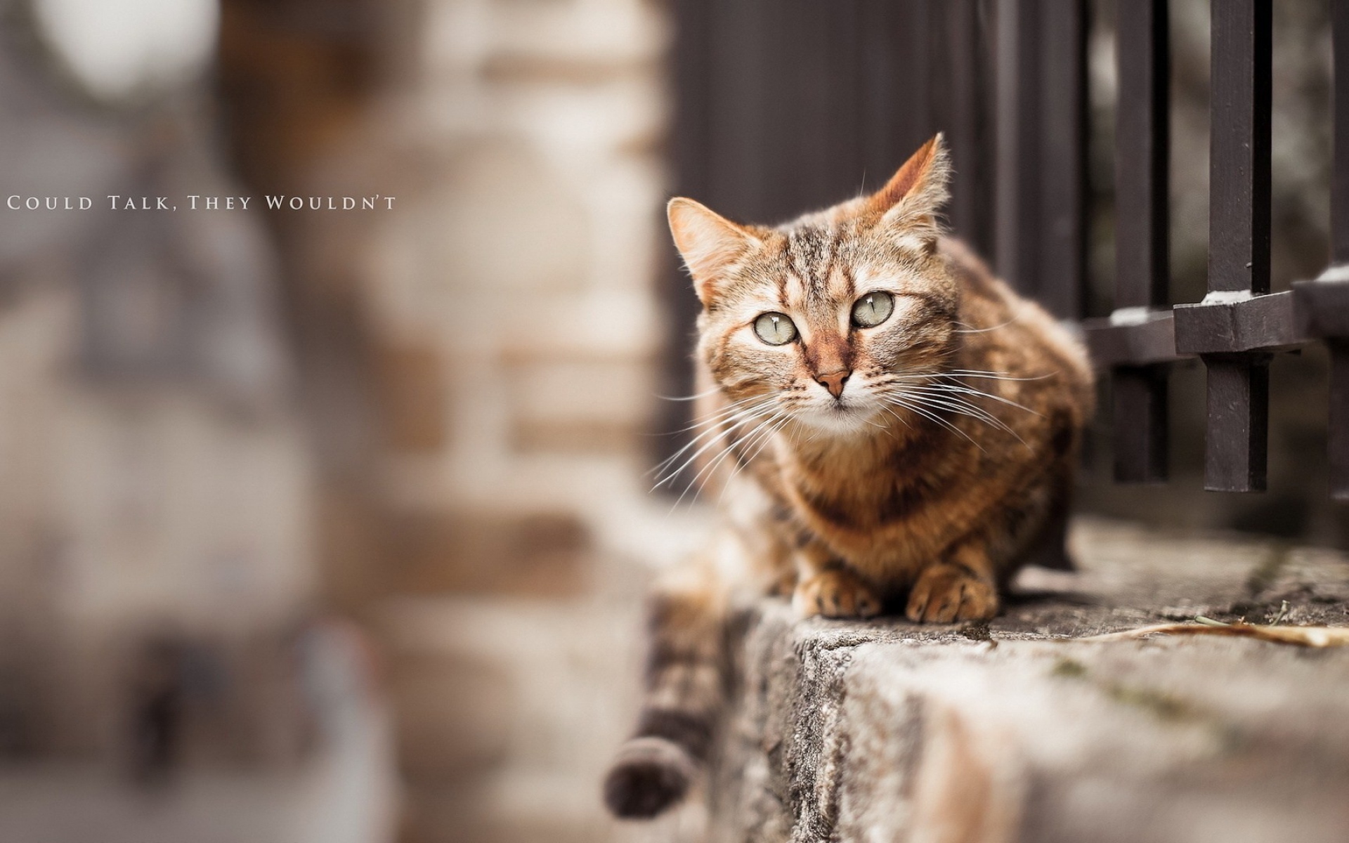 Картинки кошки, улица, ложь, забор фото и обои на рабочий стол