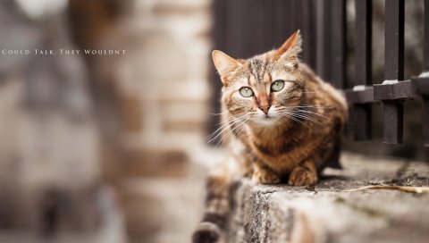 кошки, улица, ложь, забор