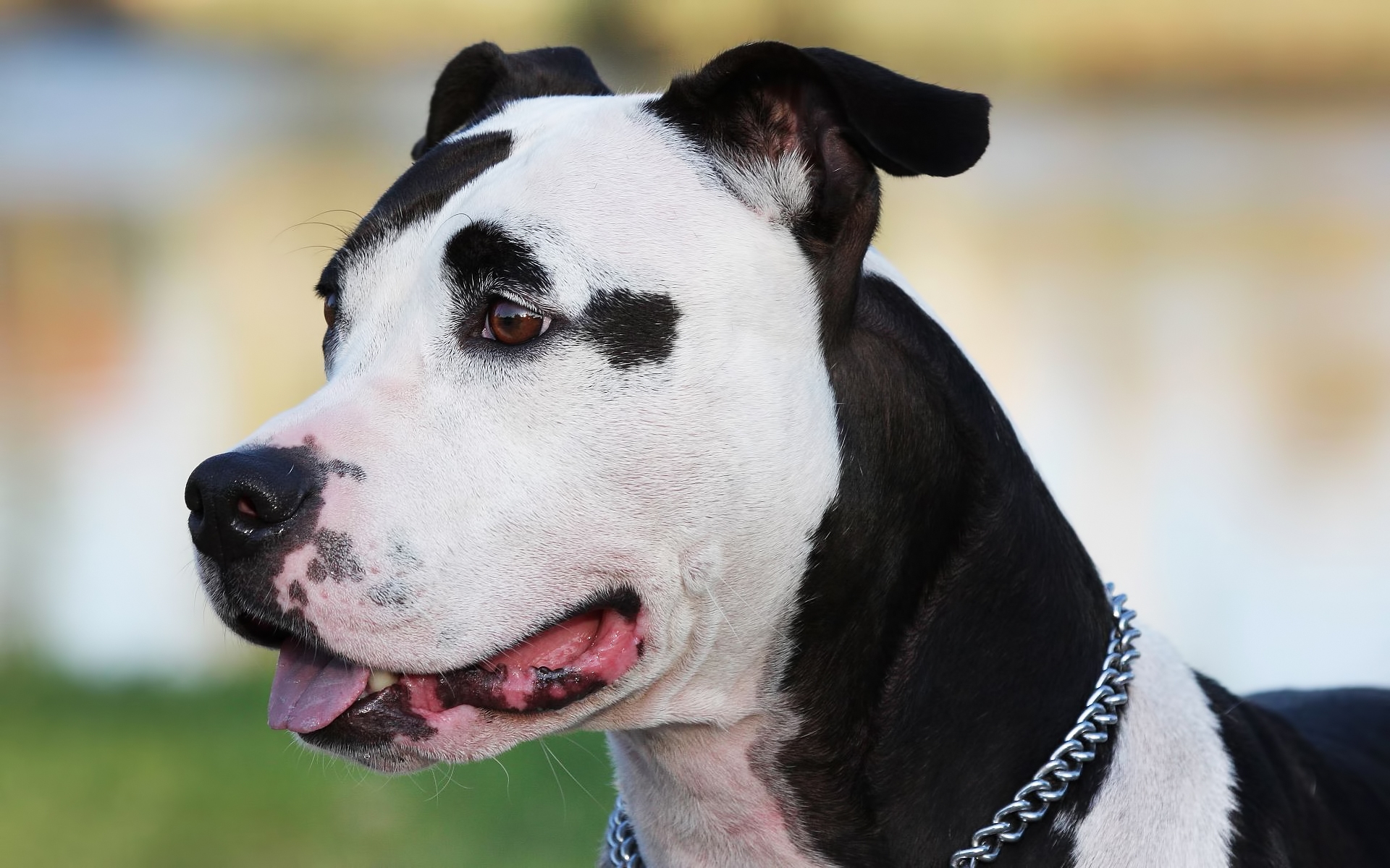 Картинки Amstaff, собака, лицо, пятнистый,воротник фото и обои на рабочий стол