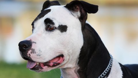Amstaff, собака, лицо, пятнистый,воротник