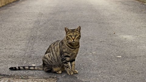 кошка, тротуар, сидя, полосатый