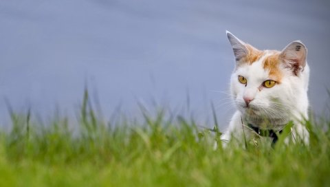 кот, лицо, пятнистая, трава, глядя
