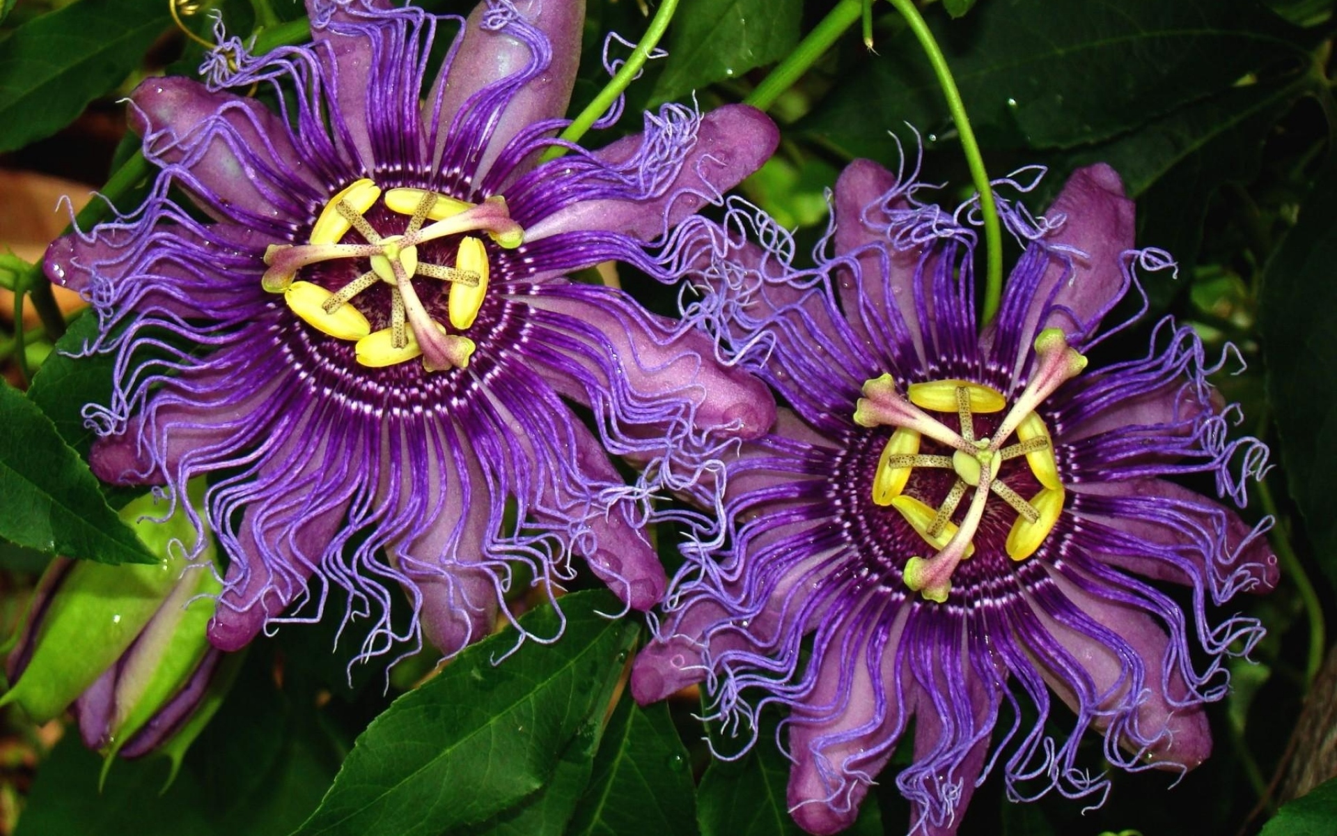 Страстоцвет (Passiflora)