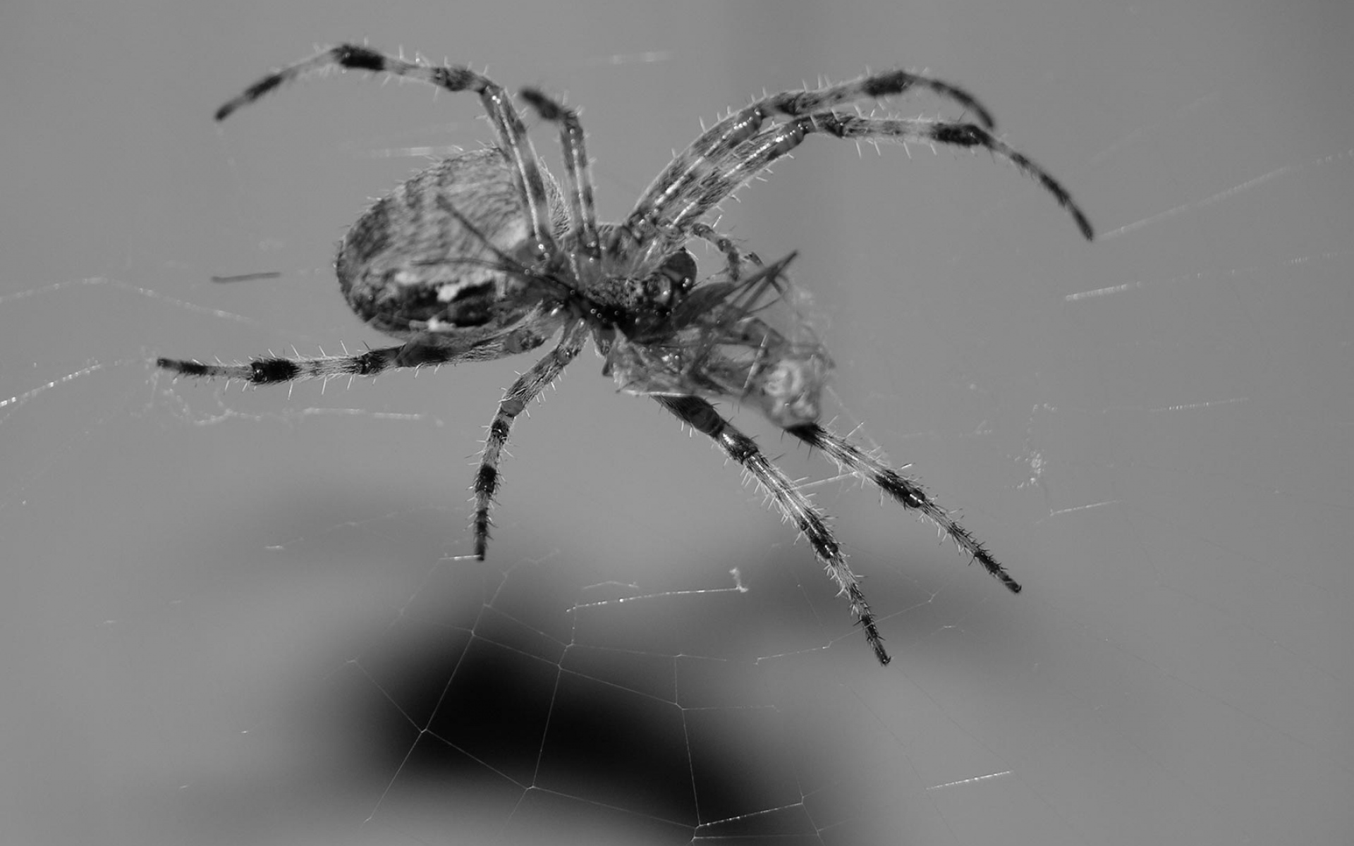 Картинки паук, паутина, ноги, подняться фото и обои на рабочий стол