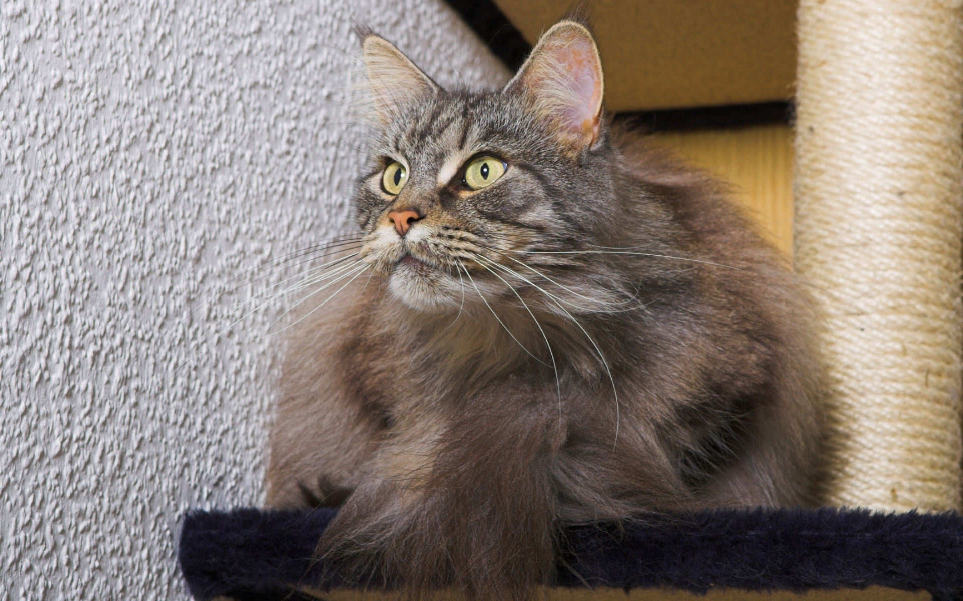 Картинки кошка, пушистая, лежа, жир фото и обои на рабочий стол