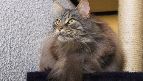кошка, пушистая, лежа, жир