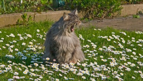 кот, толстый, трава, цветы, поле, плакать