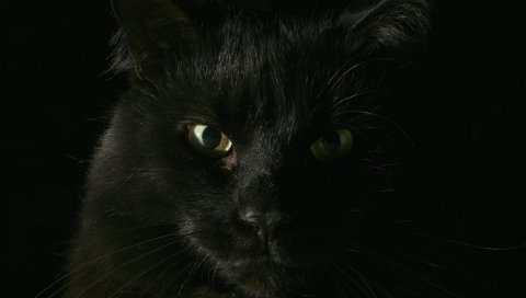 черный, кошка, лицо, жир, выглядят
