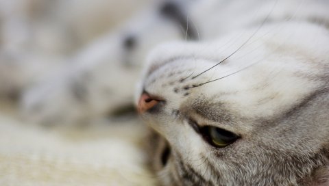 Кошка, лицо, ложь, полосатый
