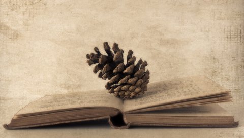 Книга, конусы, бумага, старые фотографии