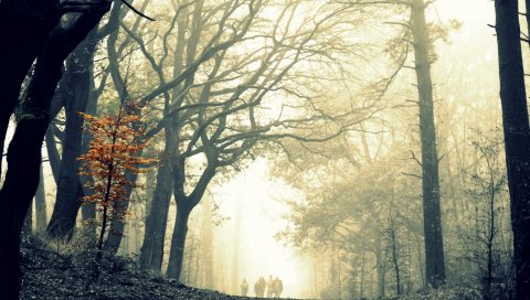 Дерево, туман, дерево, листья, желтый, осень, ужасно, мрачный, разница