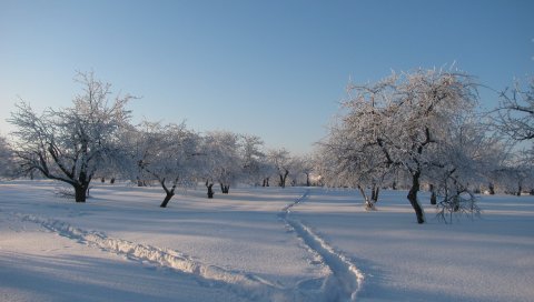 сад, зима, следы, следы, снег, сугробы, крышка, дерева, серые волосы, тень, свежесть