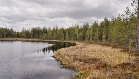 озеро, берег, дерево, хвойная, трава, утрачено, осень, небо, мрачная, рябь